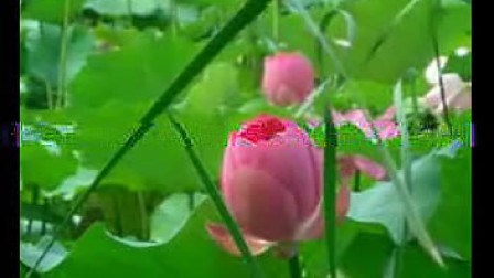 《出水莲》中国十大古筝名曲 集欣赏与太极背