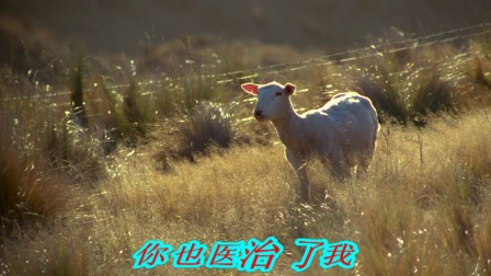 你是医治的神 天主教歌曲大全 天主教圣歌 耶稣