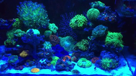 海缸 海水缸 lps珊瑚缸
