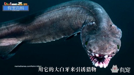 世界上最可怕的鲨鱼