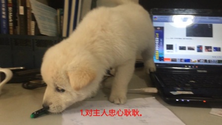 原生态猎犬 珍岛犬介绍