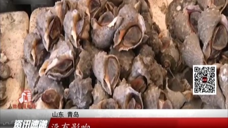 山东 青岛：休渔期提前 贝类海鲜并未受影响.ts