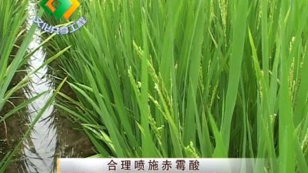 杂交水稻制种技术（下）