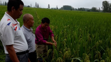 泰中兴农土壤调理剂在安徽省颍上县实验
