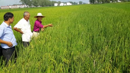 泰中兴农土壤调理剂在安徽省颍上县水稻杨花不闭合试验田效果