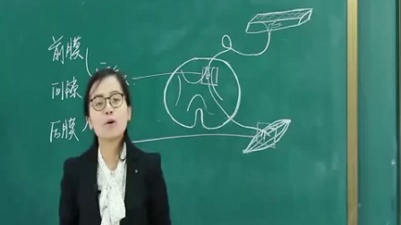 高中生物《神经系统的结构与功能--突触的信号传递》教学视频，王红梅