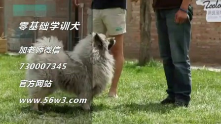 阿拉斯加犬训练方法 可以教金毛什么动作 狼青怎么样训练