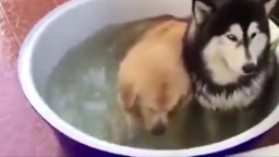 两只汪一起洗澡，金毛：是时候表演什么才是真正的狗刨了！二哈：旁边是智障！