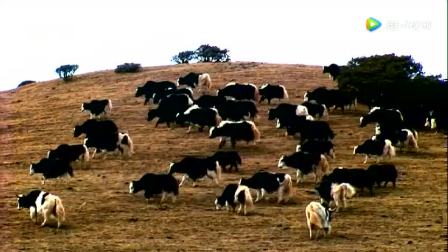 阿勒长青《为你而歌》, 站在高原的羊群中歌唱