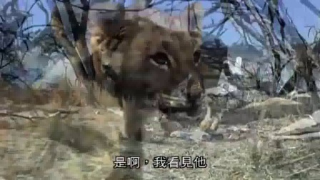 非洲东部地区的野生动物真实纪录片电影 ：【《狮路历程》（2010）真实版的狮子王辛巴 成长历程】