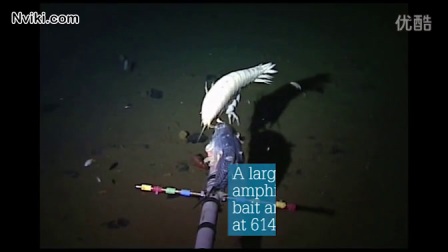 Nviki世界最深海沟马里亚纳海沟里的居民 深海鱼