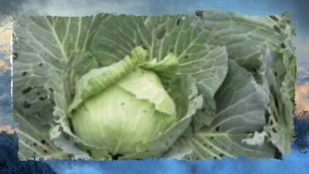 这些食物是“肝脏的解毒王”,平时多吃点,给肝脏来个大扫除！