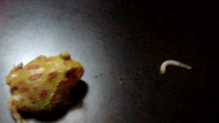 黄金角蛙吃面包虫视频