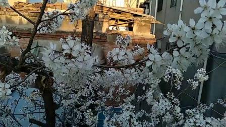 我家的樱桃树开花了