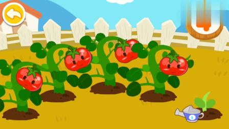 宝宝巴士亲子游戏：宝宝学数学 一共种出了5棵西红柿！