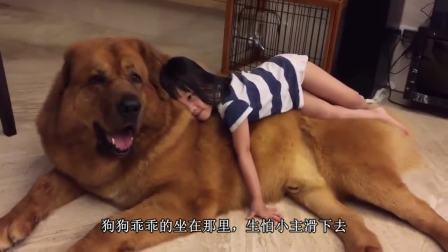 世界上最大的狗，女主人为了养它奉献了自己的全部