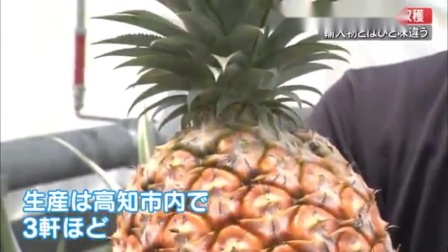 日本高知县高知市种植的凤梨和火龙果开始收获