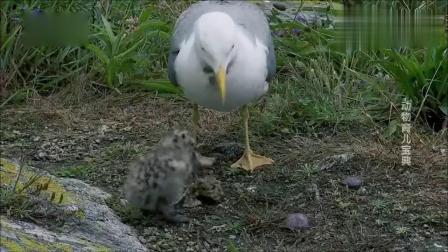 《自然传奇》海鸥属于一夫一妻制，共同抚育2只幼崽