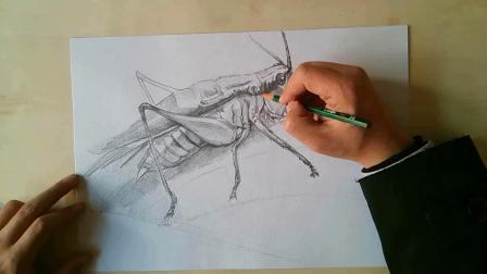 素描昆虫绘制过程