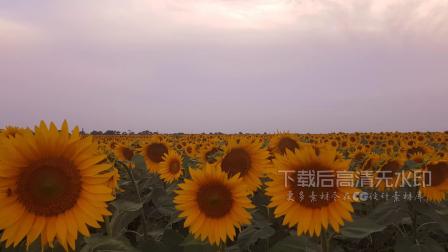 v117 2k画质超唯美太阳花向日葵小清新大自然景色视频素材