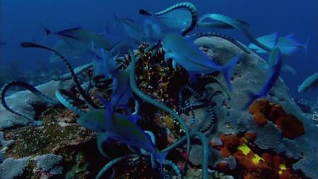 《地球脉动》片段：海蛇和鱼有效合作捕