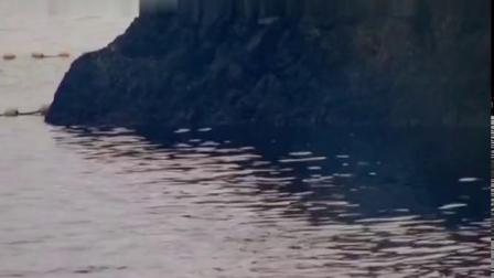 《海豚湾》震撼人心的一部纪录片，值得一看