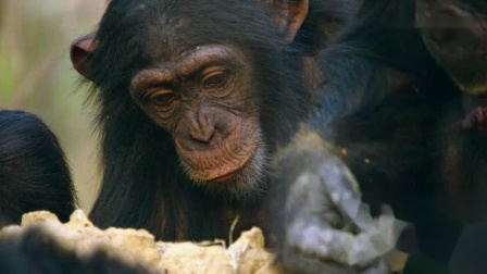 第一集 黑猩猩：的强者