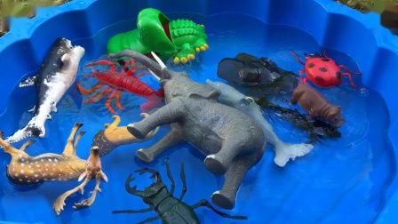 海洋动物名称学习颜色海洋生物水玩具教育学习儿童玩具视频