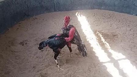 视频里灰花鸡6.4斤，两面管，重腿打脖根，胸口，背窝。