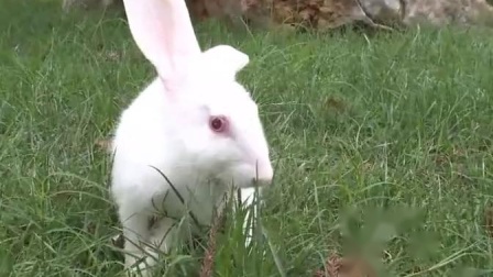 可爱的动物 兔子
