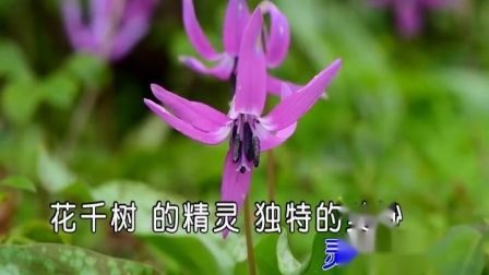 秦芹 花千树