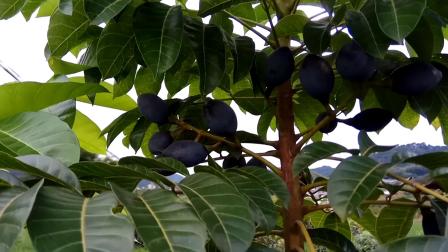 在树上摘乌榄黑橄榄果实，挂果密度超级高的大果黑橄榄品种
