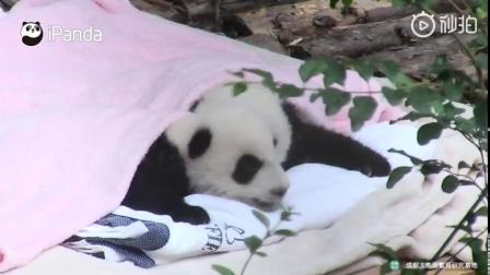 《熊猫宝宝睡觉还给盖被子？[允悲]》粉色少女心爆棚的小被子，和熊猫宝宝真的很配！[色]