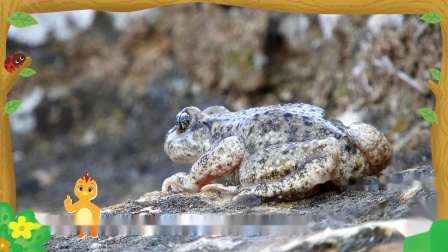 萌鸡小队趣自然蟾蜍和青蛙有什么区别？