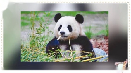 动物图片MV&mdash;&mdash;大熊猫