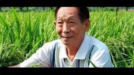 袁隆平院士逝世，回顾袁老一生，了解杂交水稻之父的杰出贡献！