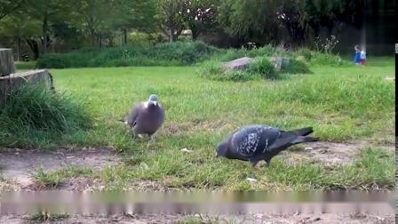 两只鸽子为了一块面包大打出手，真的是鸟为食亡，武汉聚旅网教育带您观看视频