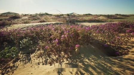 【纪录片解说】二十年一见的景色：一望无际的沙漠开出绝美的花朵