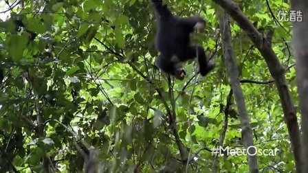 迪士尼自然最新纪录片《黑猩猩》之午休与游戏时间片段