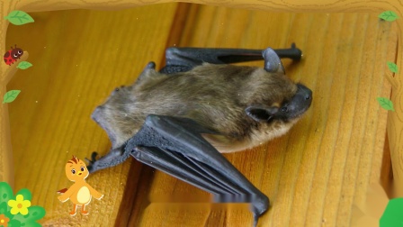 萌鸡小队趣自然蝙蝠为什么要倒挂着自己呢？