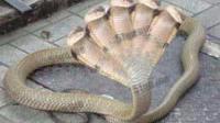 专吃其它蛇类的帝王之蛇: 眼镜王蛇