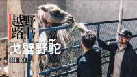 《越野路书》第六季04-戈壁野驼