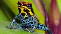 世界上最美丽的毒青蛙 居然会北冥神功 可以吸收转化猎物的毒液