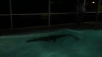 鳄鱼闯泳池享月光浴 失手被擒