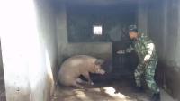 退伍战友最后一次和自己喂的猪打闹, 等不到宰杀的那一天了