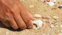 农村姑娘在海边捡贝壳, 漂亮的贝壳满地都是, 这场面你见过吗?