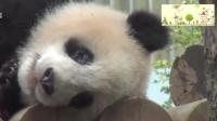 「大熊猫香香」: 午睡时, 露出魔性的小舌头!