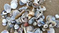 小伙来海边退潮后的沙滩捡贝壳, 没想到捡到好几种美丽的贝壳开心