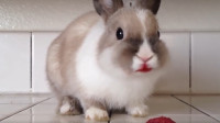 兔子吃东西很魔性, 根本停不下来, 网友: 吃啥呢这么香?