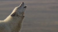 狼真的是一种非常美丽的生物，勇敢坚强且坚持不懈，直至捕获猎物